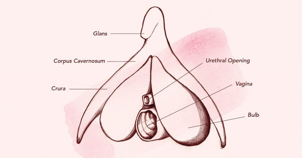 Clitoris 25 Clitoris