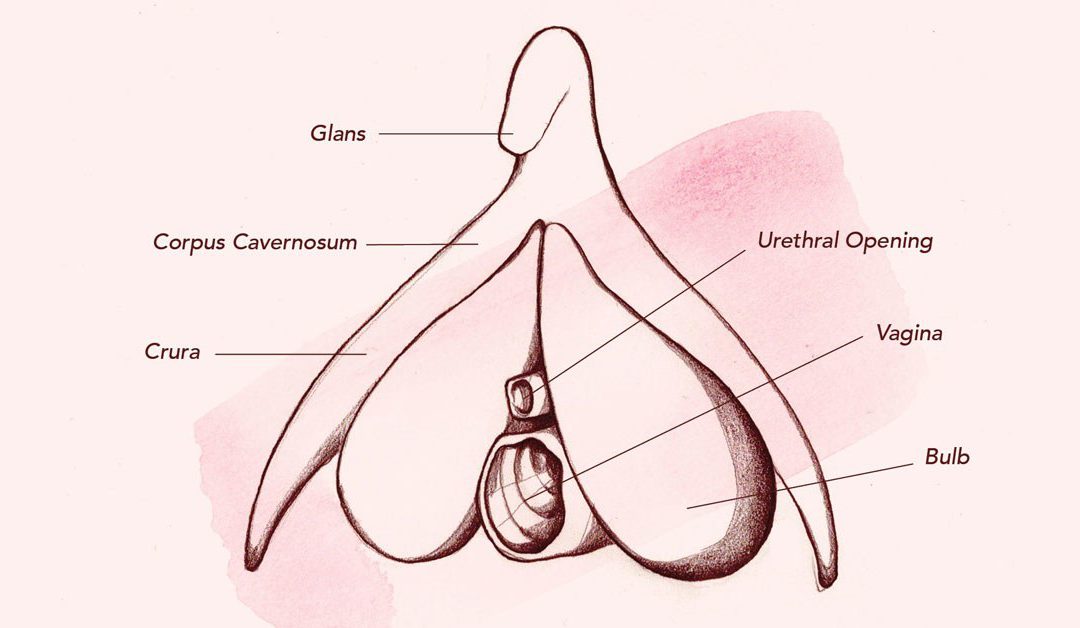 Clitoris
