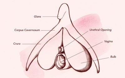 Blog 10 Clitoris