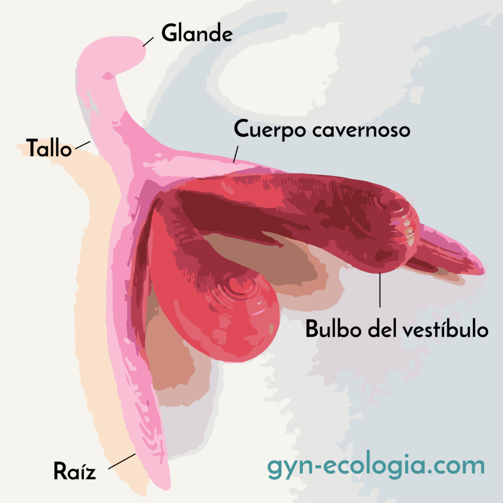 clitoris anatomia por sexologos valencia