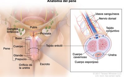 Blog 8 La Diabetes en la sexualidad masculina